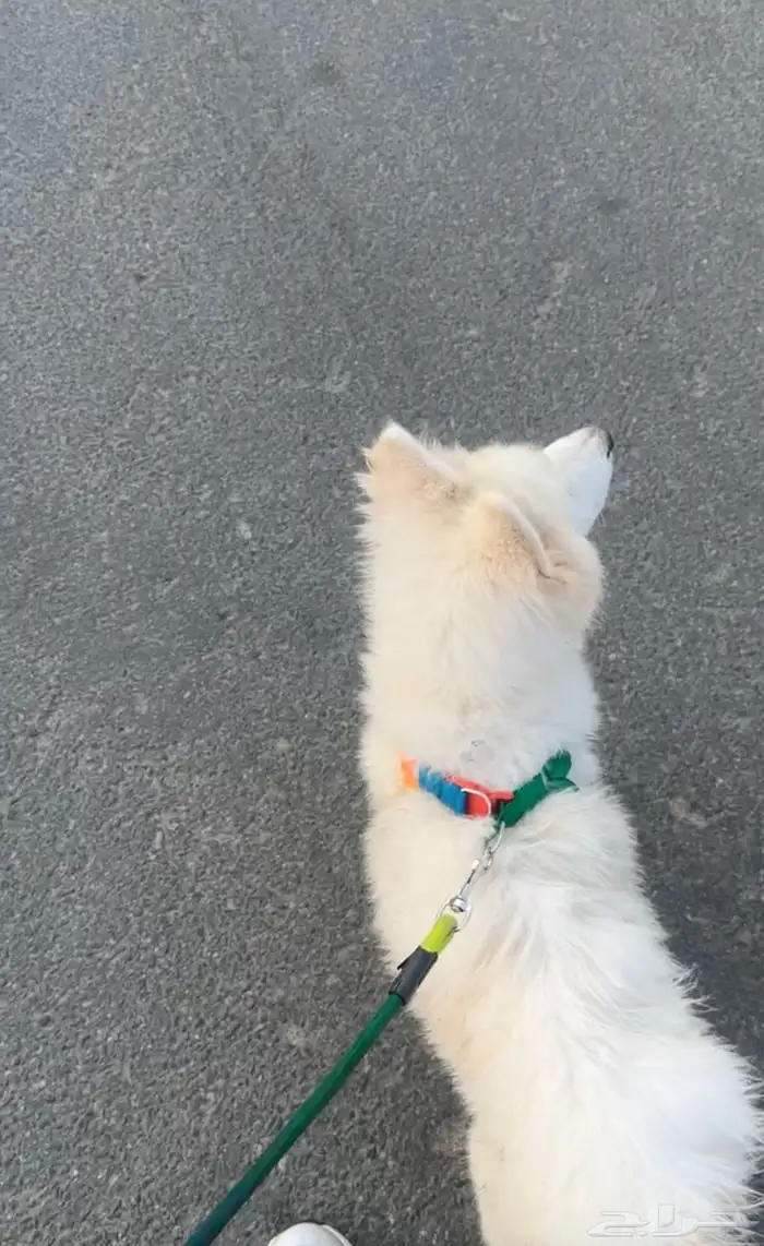 كلب صامويد 0