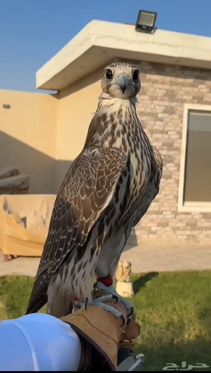 طير حر للبيع 1