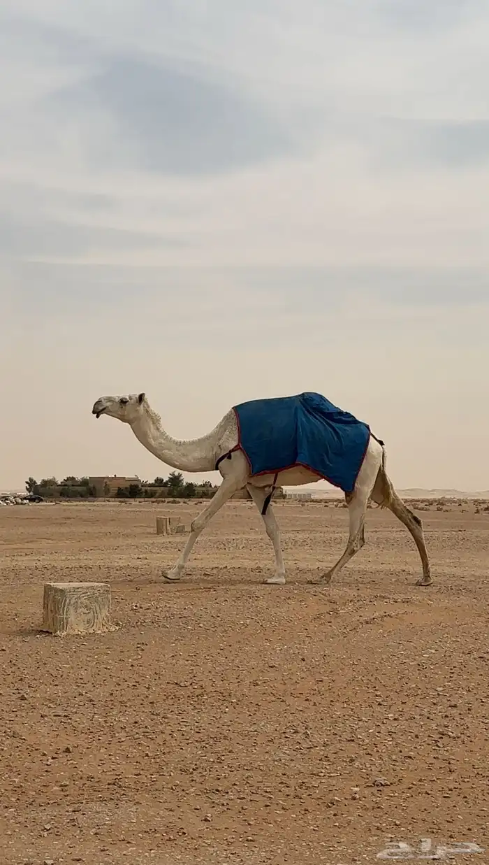 ناقه وضحا ضريبه 3