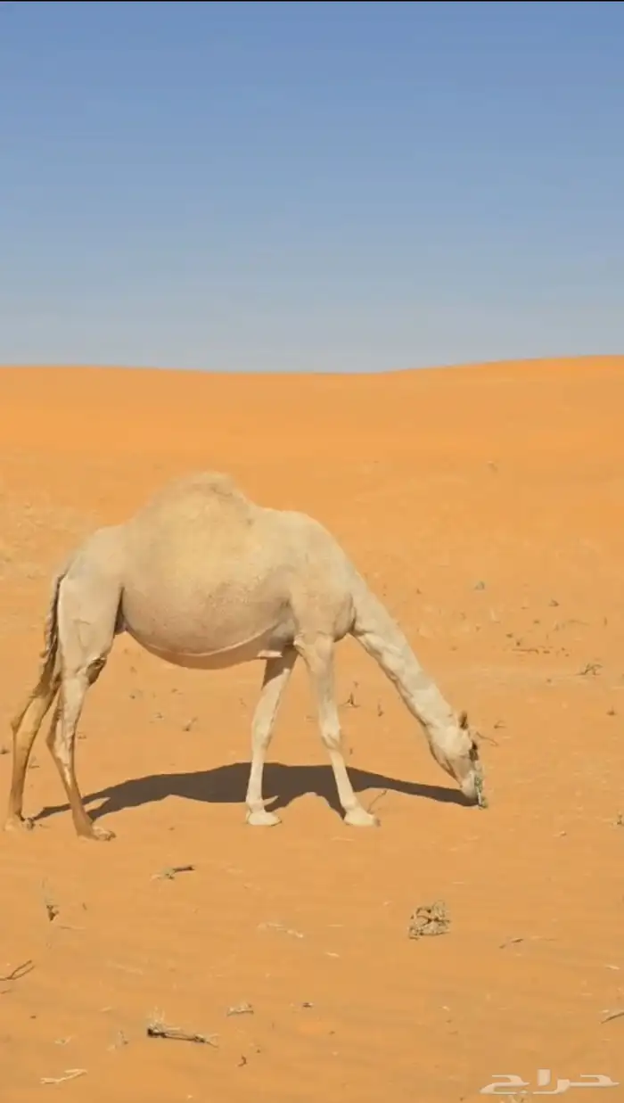 ناقة لقحة على بعير منتج 2