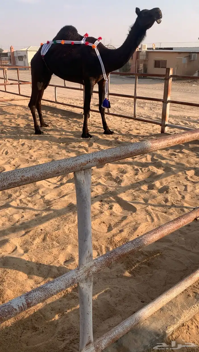 عشراء ضروبه ثنيه في راسهاء سلم شرط 4