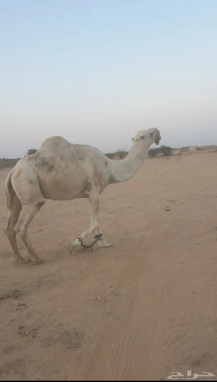 بعير رماني شرط الهداوه والضراب. و العشار 0