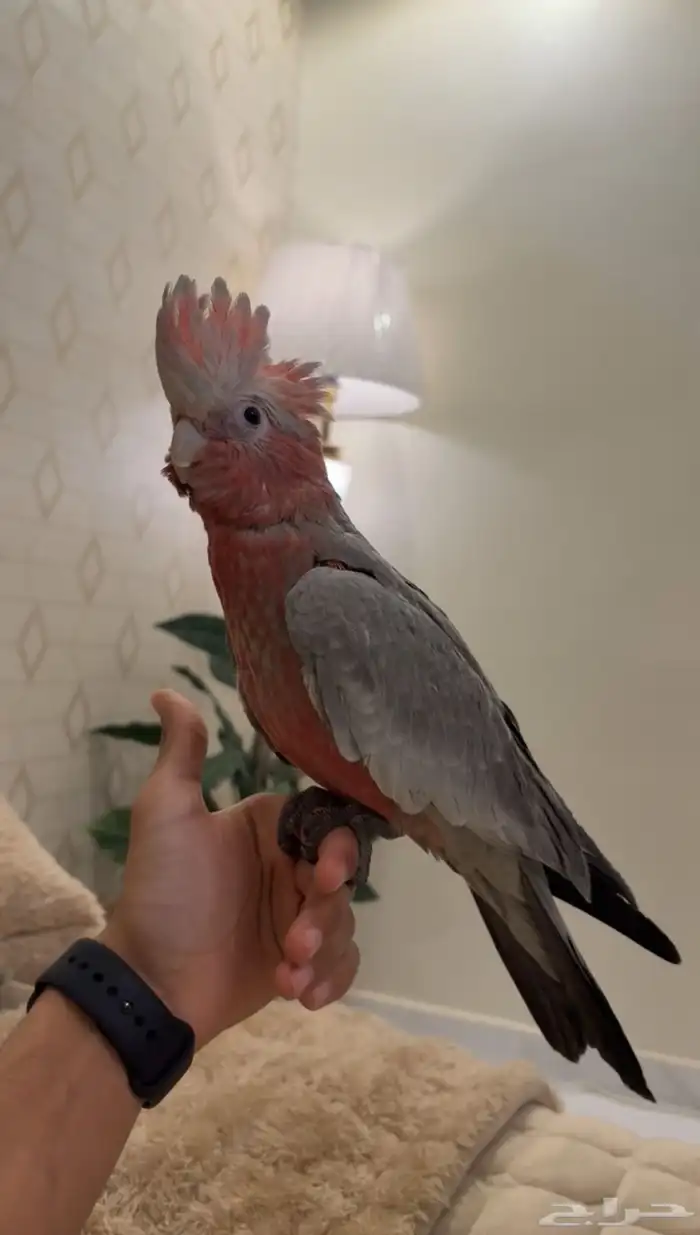 كوكاتو قالا اليفه جدا 2