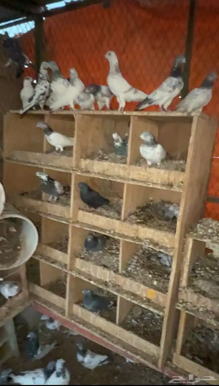 حمام باكستاني 3