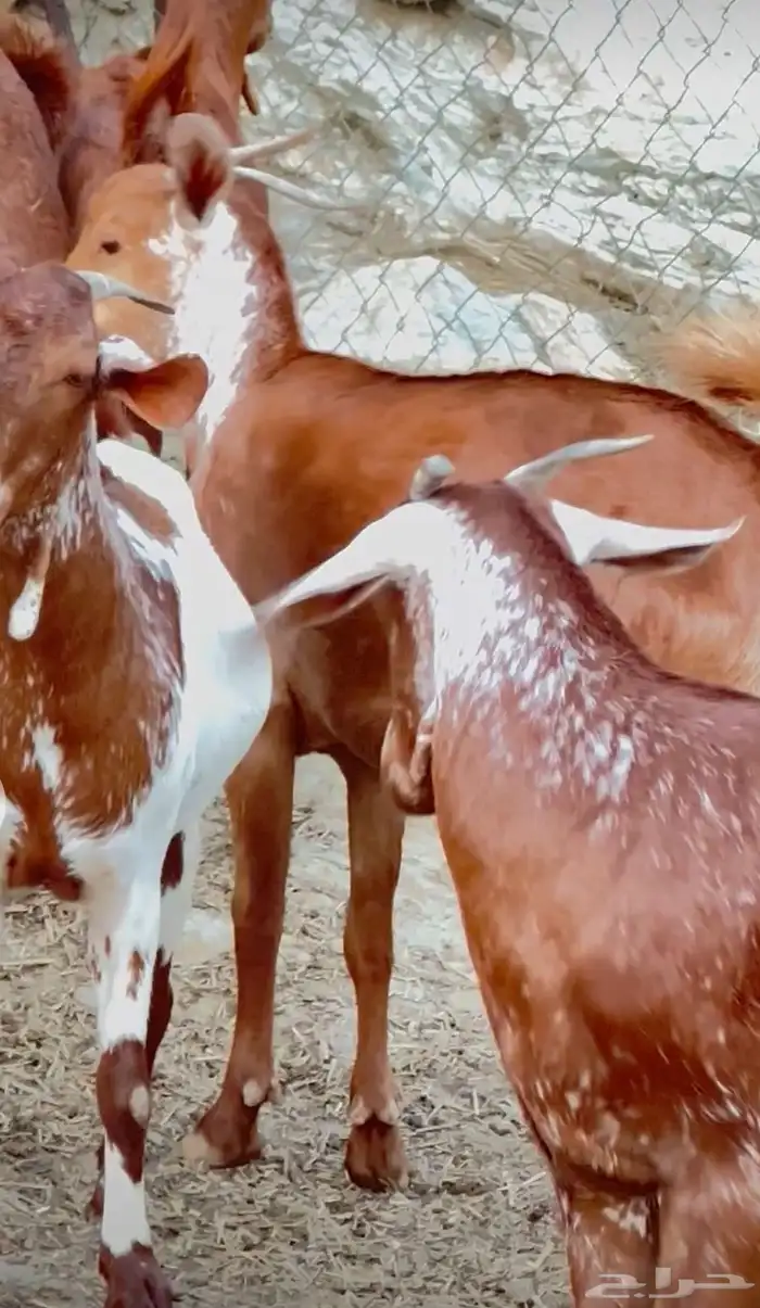 جفير مقاني تاسيس مراح 0