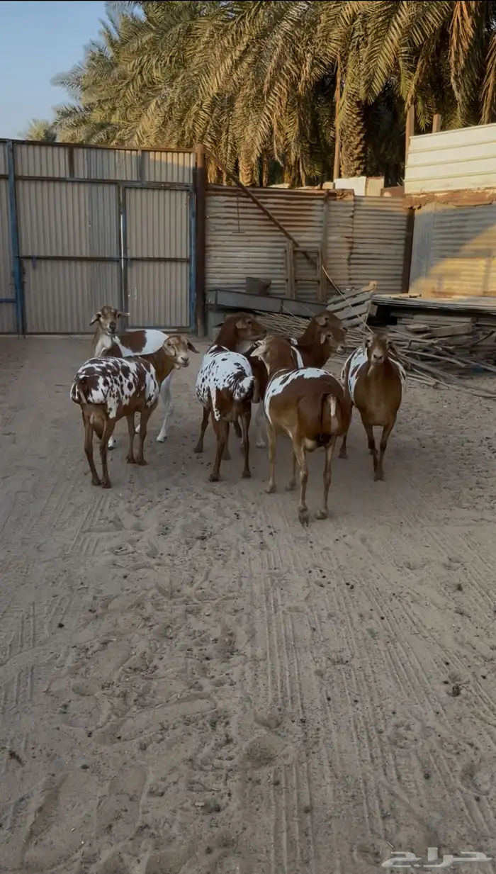 شياه برابر للبيع 1