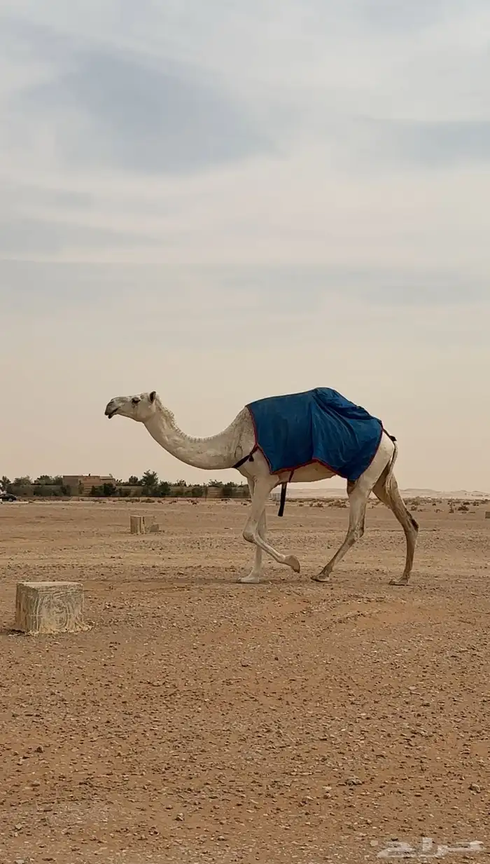 ناقه وضحا ضريبه 1