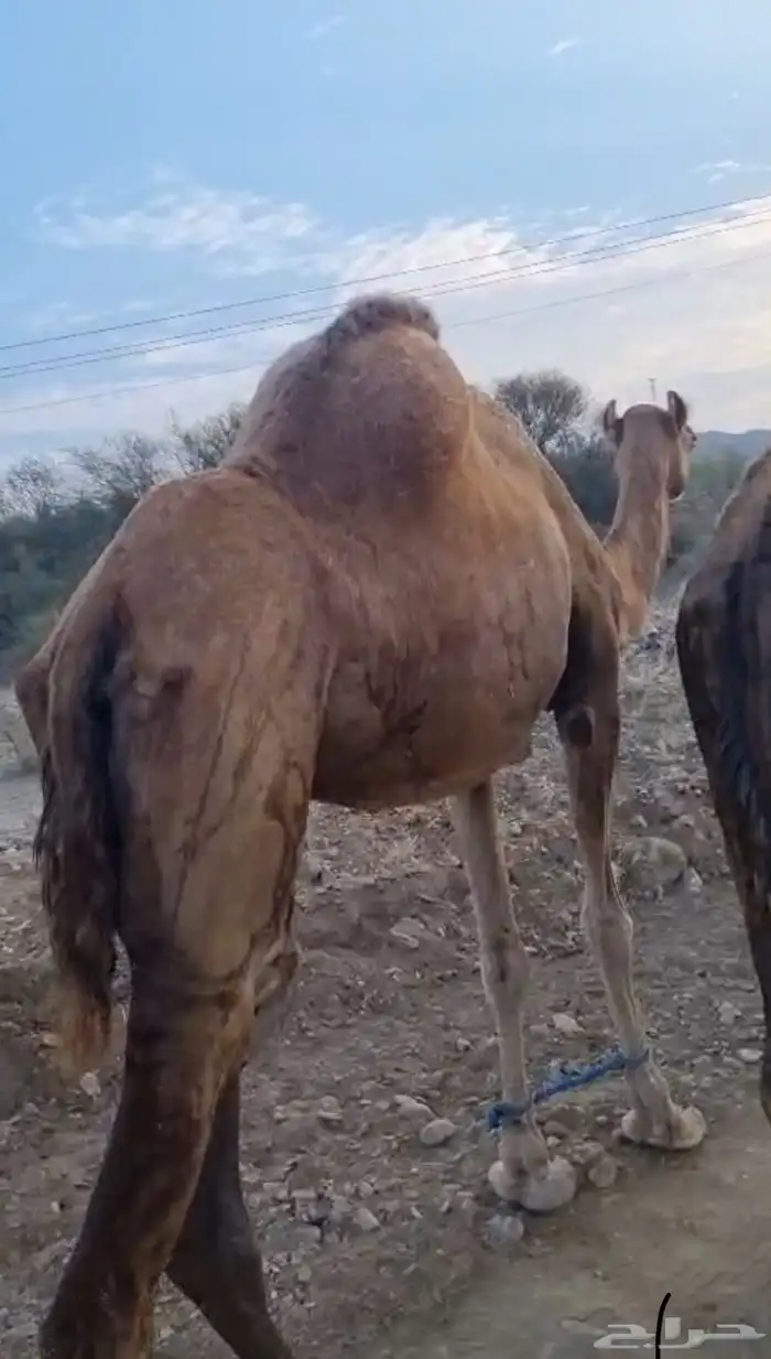 ناقه ساحليه 0