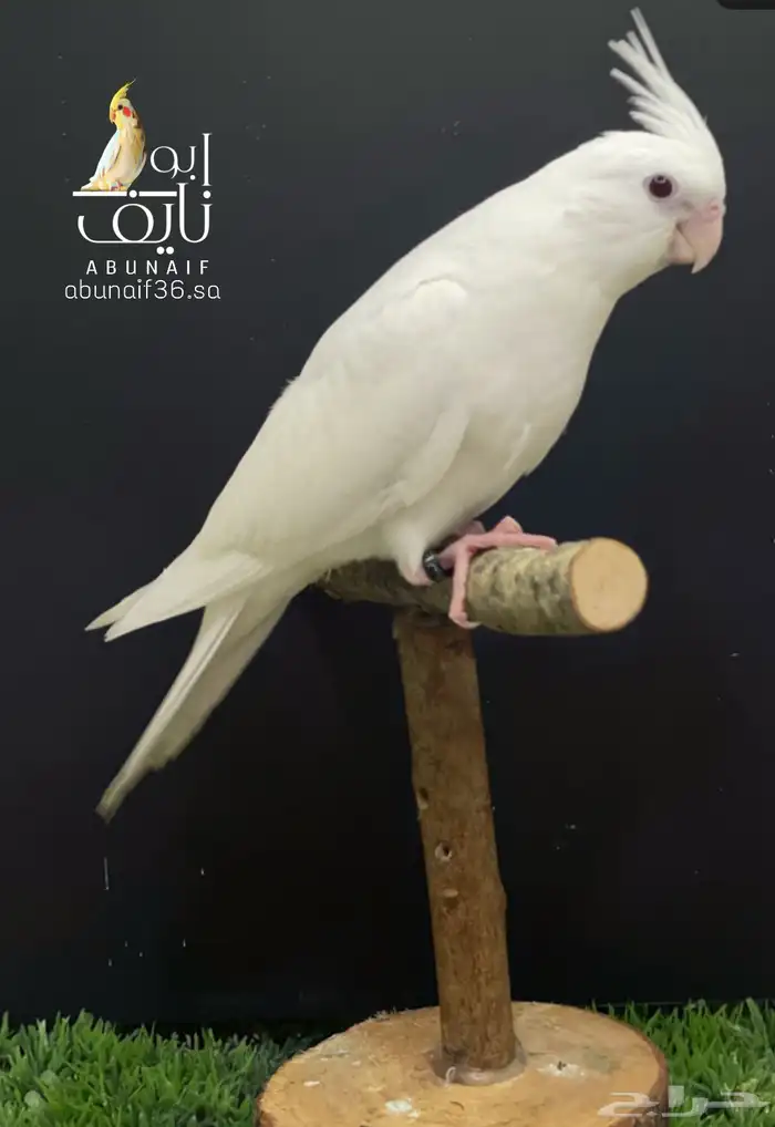 فرخ كروان البينو 1