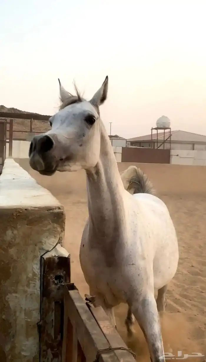 فرس لقاح 8 شهور تحتها مهره 1