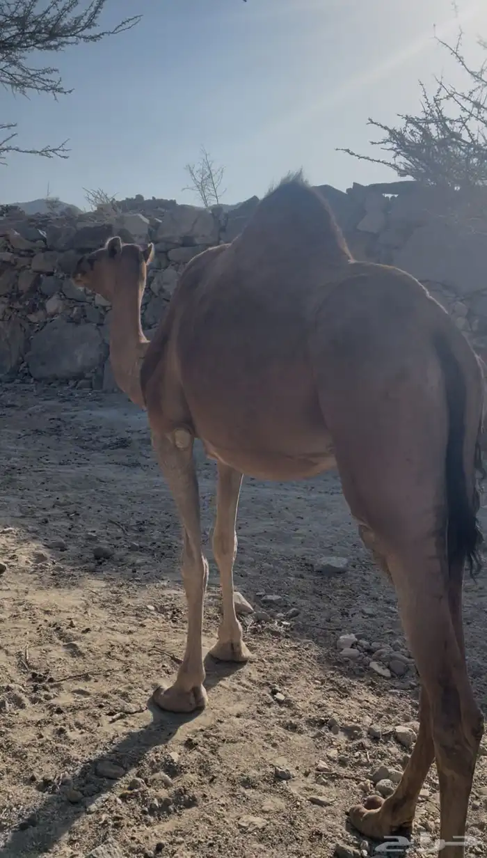 ناقه حمراء حايل على إظراب هاديه وعلى الشرط 1
