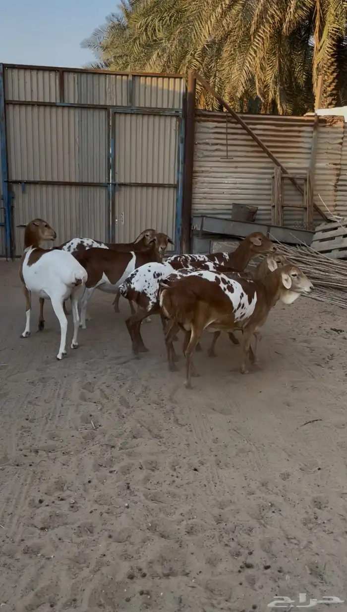 شياه برابر للبيع 0