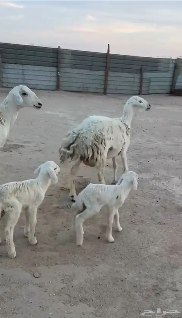 رغايث حريات فاخرات 0