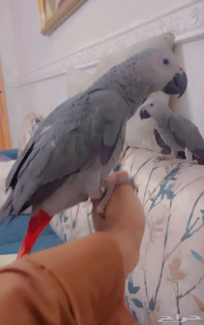 ترويض وتوليف الببغاوات 4