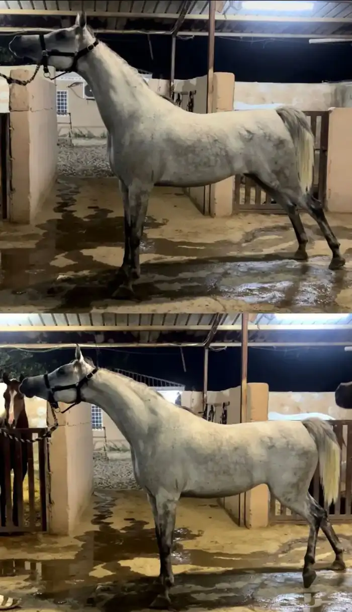 فرس لقاح 8 شهور تحتها مهره 2