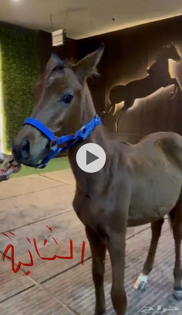 للبيع مهرتين و مهر 8