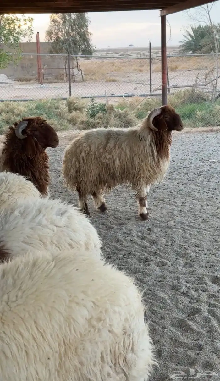 طليان نعيم جذعان مغلقه شحم 0