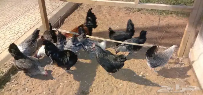 10 دجاجات وديكين تربيه مزرعة الصحة ممتازة ولله الحمد والشكر 0