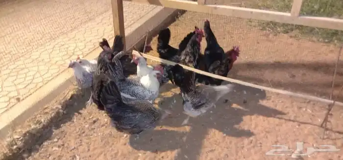 10 دجاجات وديكين تربيه مزرعة الصحة ممتازة ولله الحمد والشكر 2