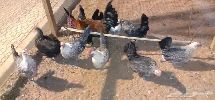 10 دجاجات وديكين تربيه مزرعة الصحة ممتازة ولله الحمد والشكر 1