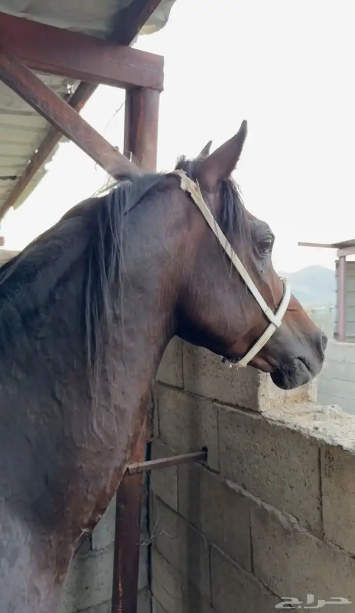 حصان للبيع 10
