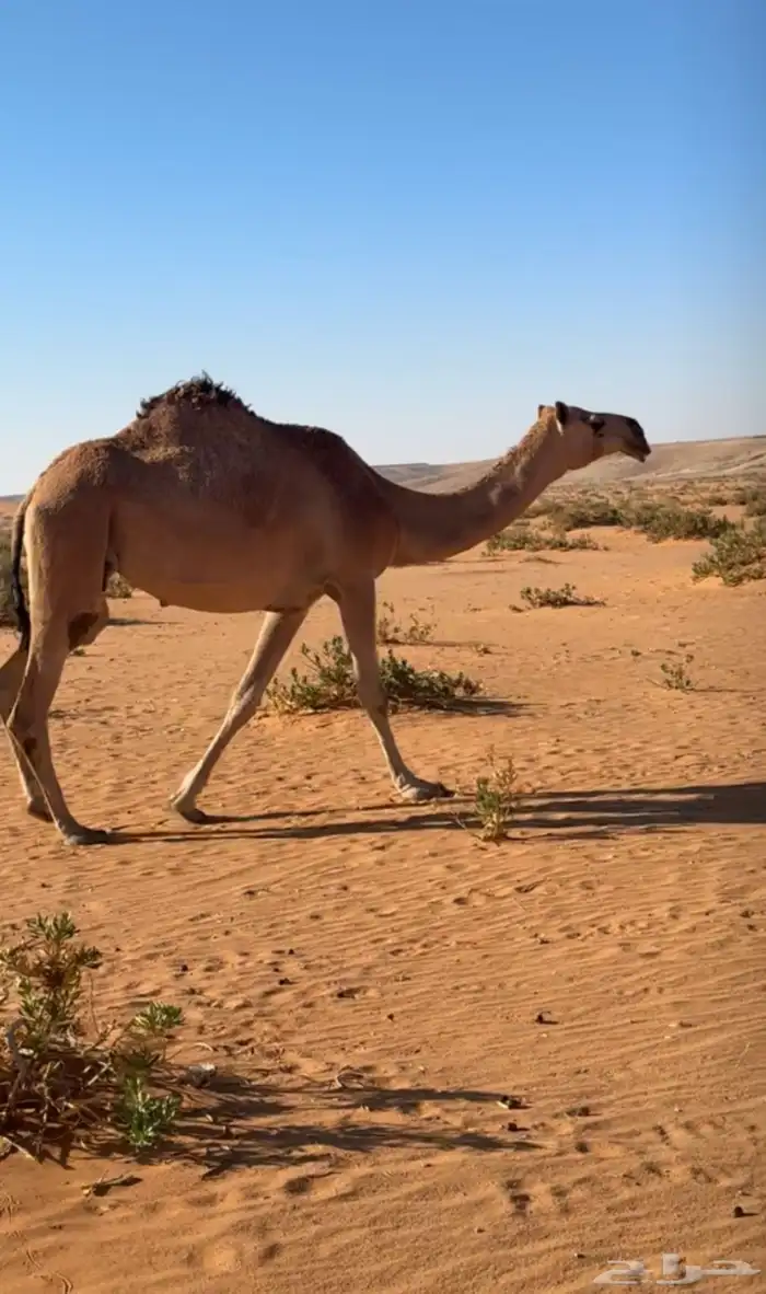 للبيع ناقه شعلا 0