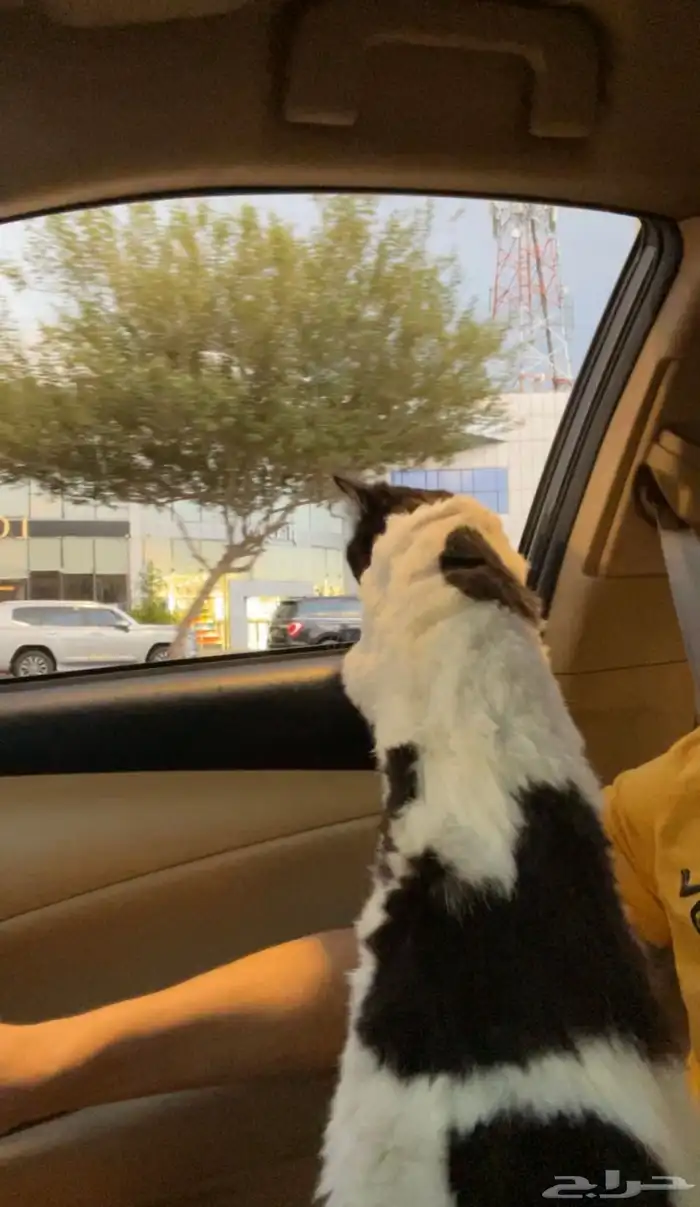 قط ذكر معقم ( للتبني ) 6