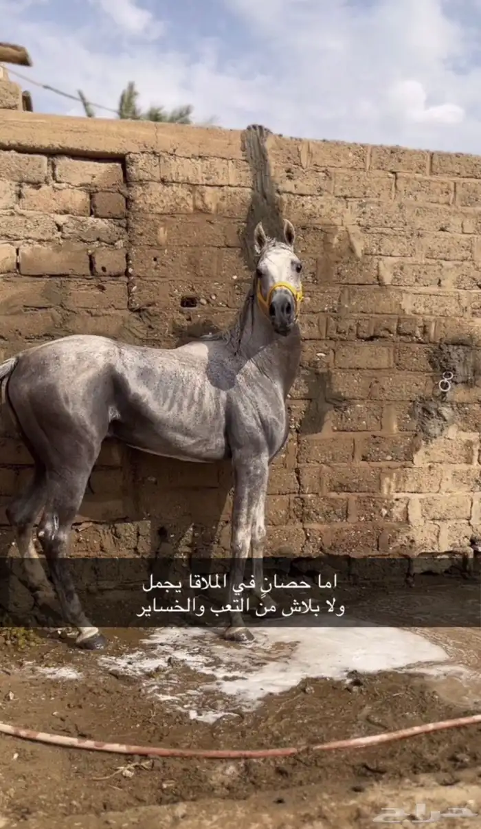 حصان شعبي شيخ 1