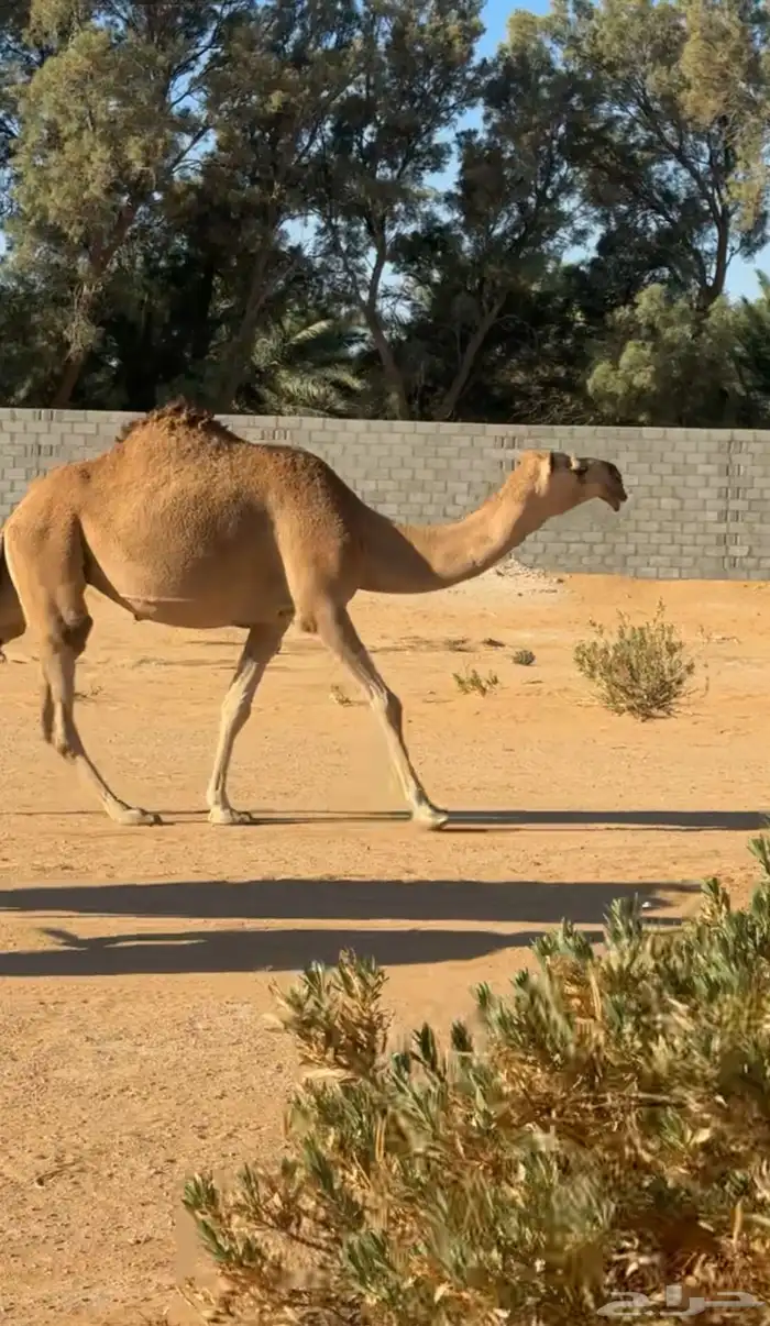 للبيع ناقه شعلا 1