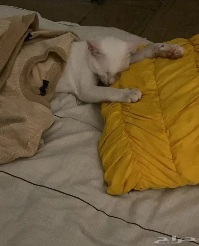 قطط للتبني 15