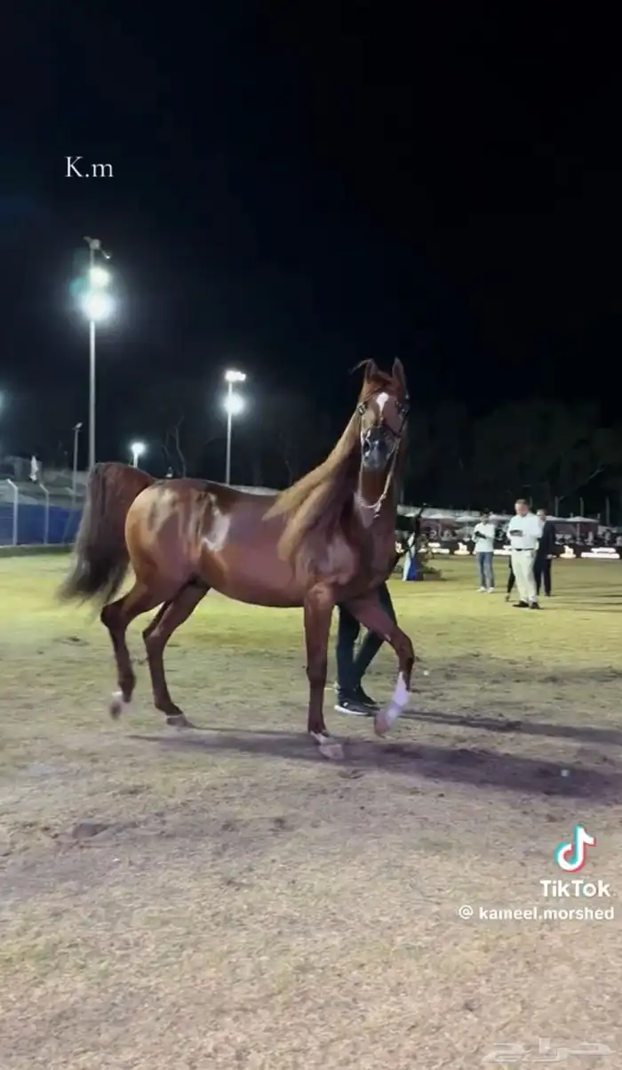 للبيع مهرتين و مهر 6