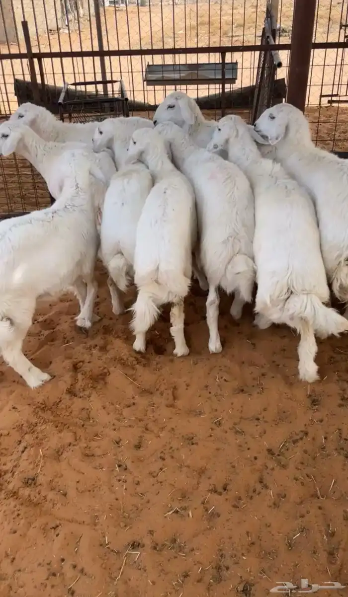 تم البيع العدد 9 فيه 7 رخال وخروفين فل شحم 1