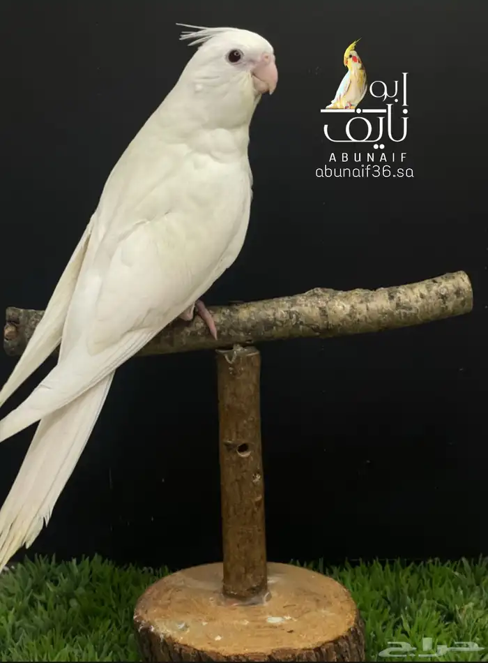 فرخ كروان البينو 2