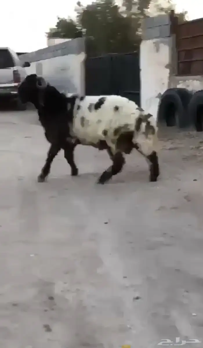 جدع طيب طرف سناد جبار مشاءالله 7