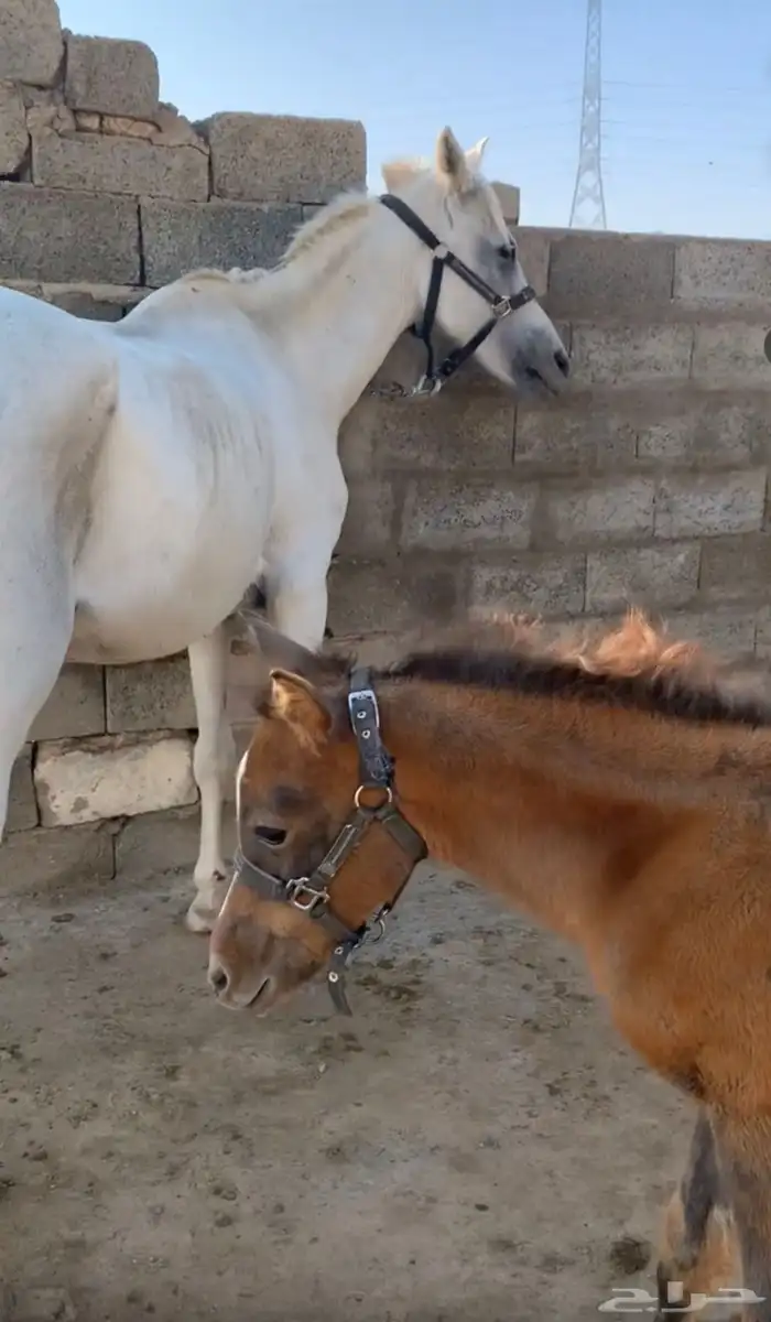 فرسين للبيع 0