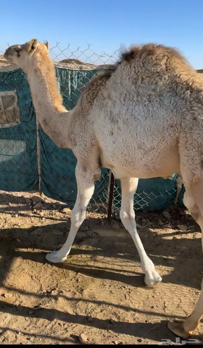 حاشي عمر 7شهور على حليب وبرسيم 2