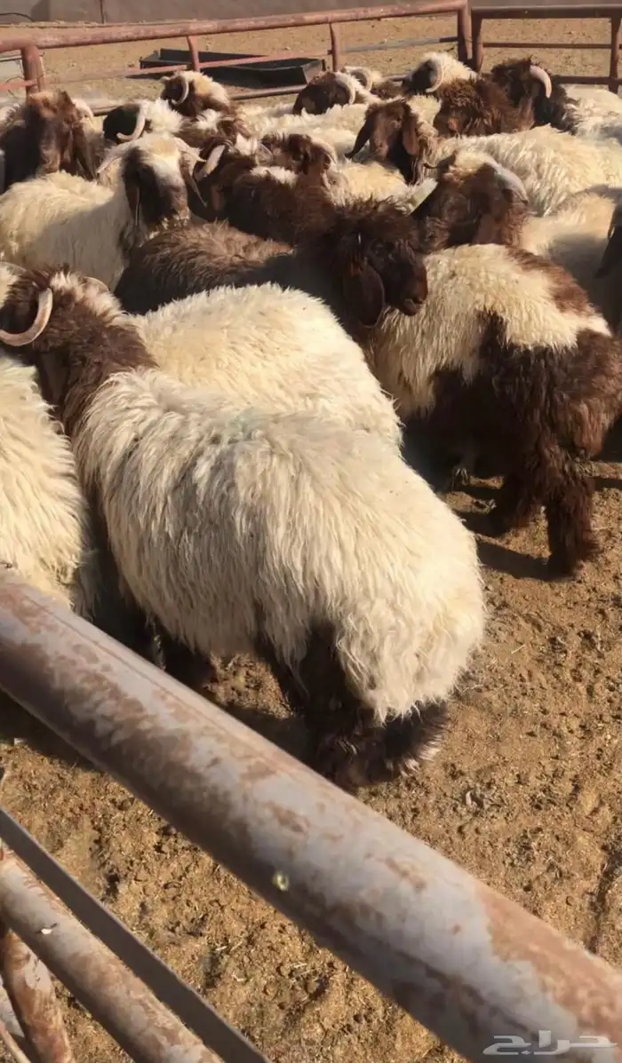 ذبايح نعيمي حري مع خدمة الذبح وتوصيل 5