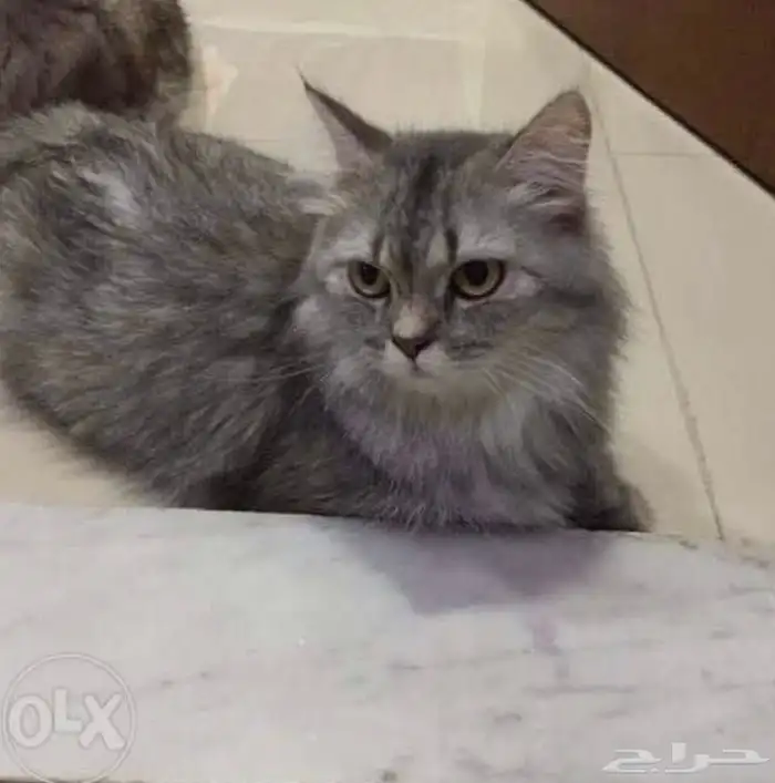 قطة شيرازية للتبني بالمدينه 0