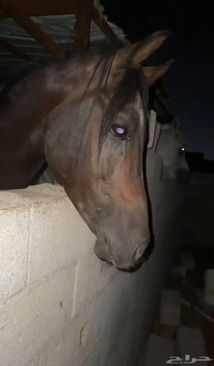 حصان للبيع 2