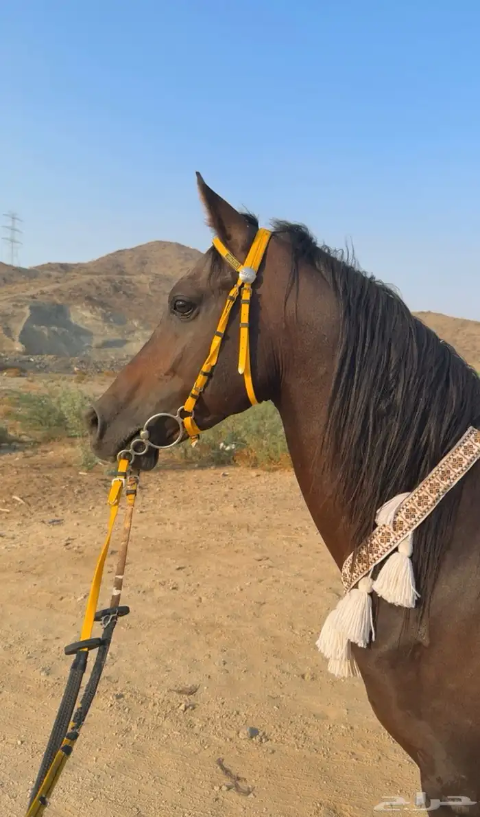 حصان للبيع 4