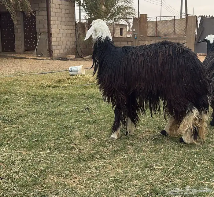 نعجه نجديه رباعيه طيبه دافع (تيماء) 3