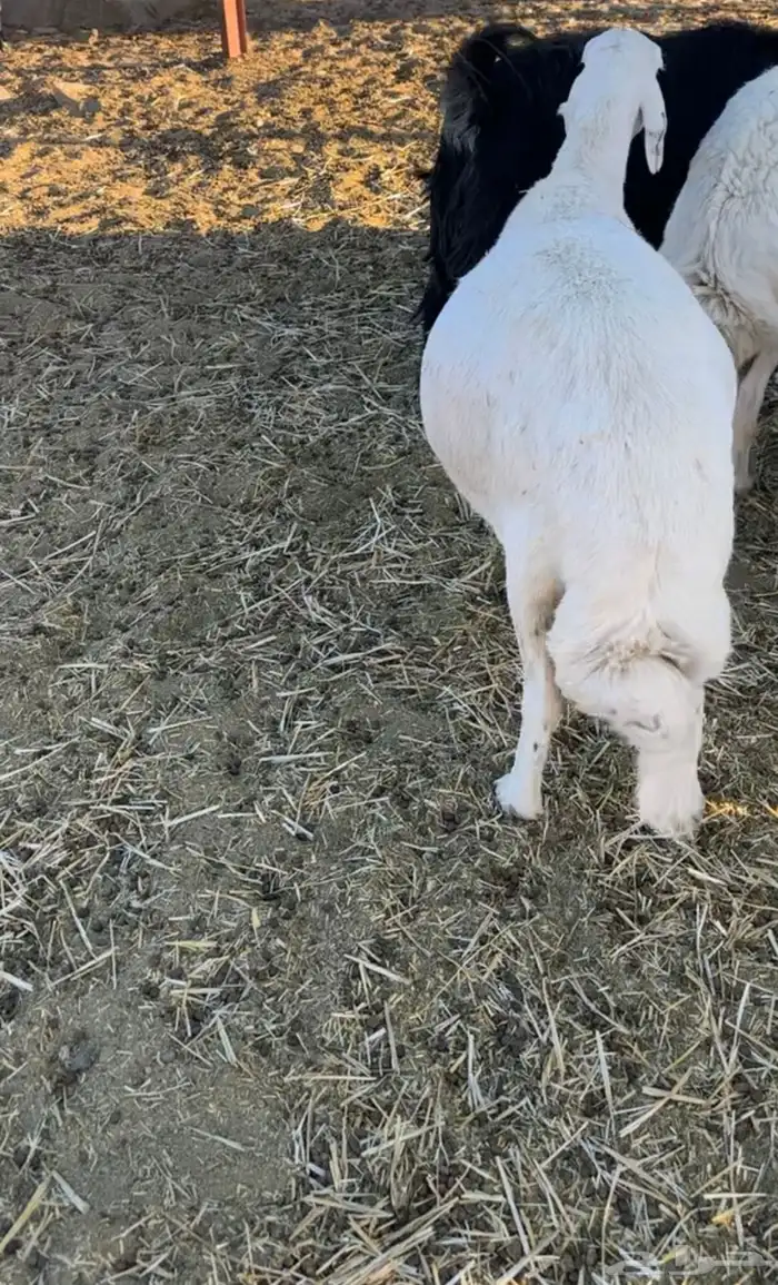 شاه حايل للبيع 1