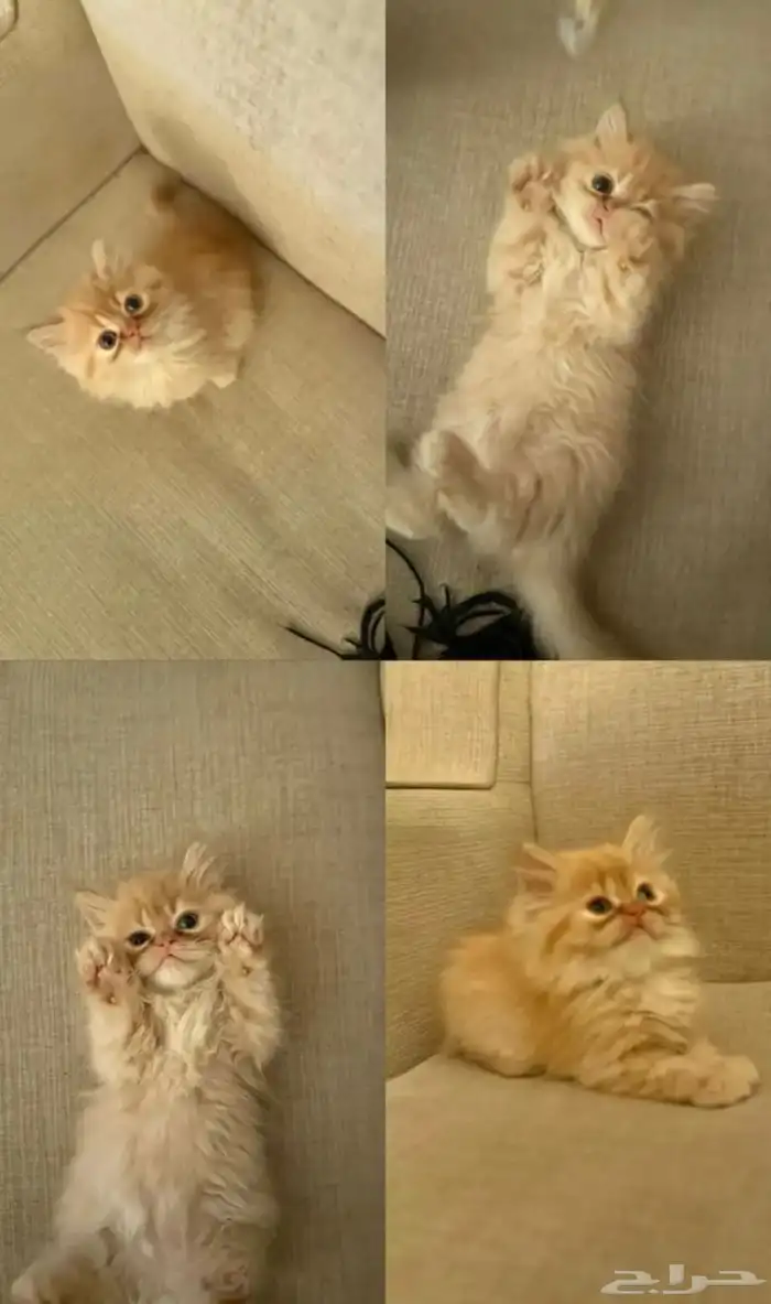 قط انثي عمر شهرين ونص شيرازيه 0