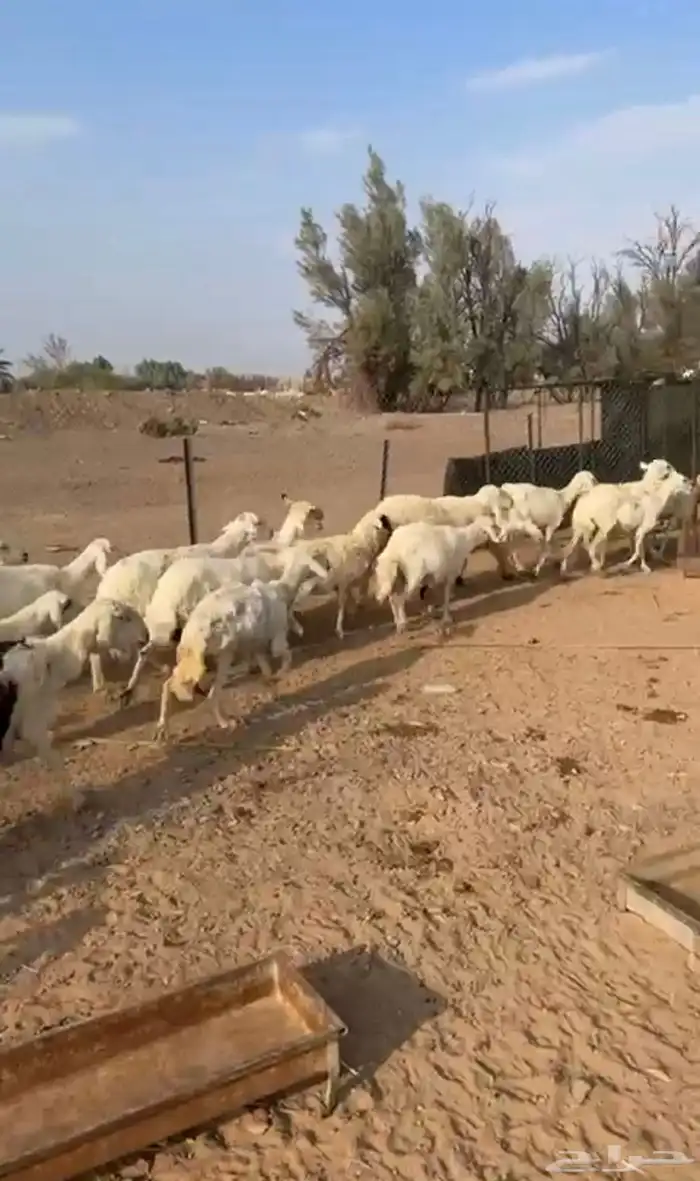 غنم حريات للبيع عدد 38 2