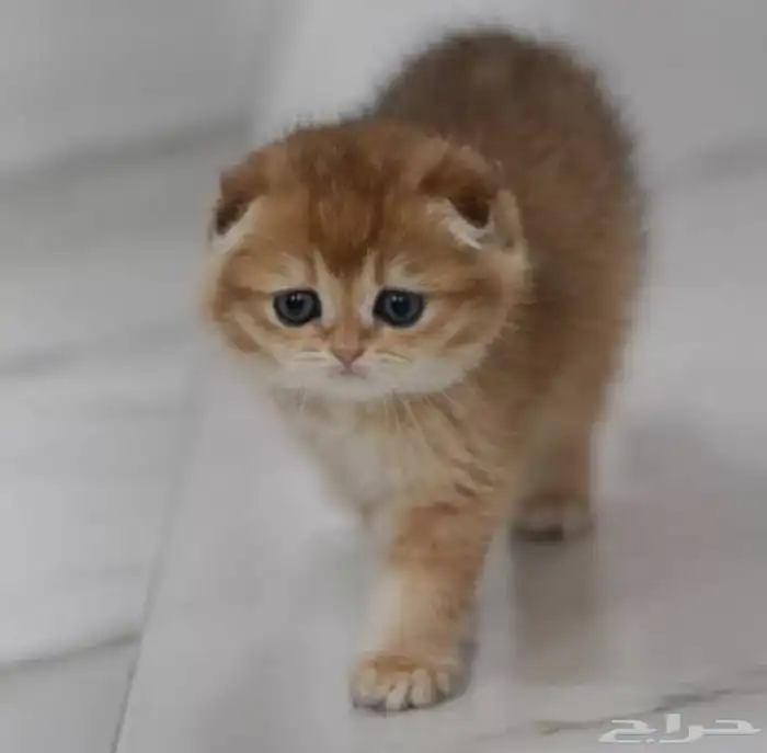 ابحث عن قطة تبني عمر شهرين 0