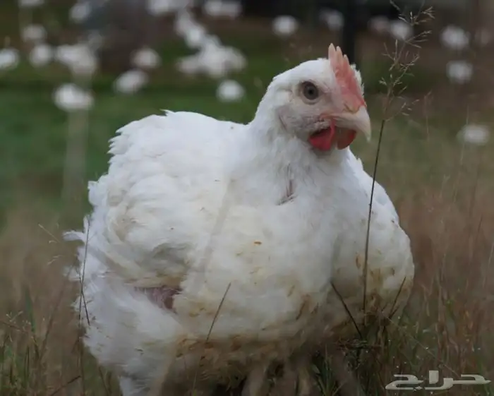 دجاج لاحم ابيض 2