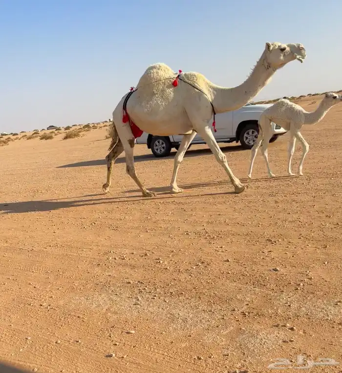 خلفه وضحا تحتها بكره 1