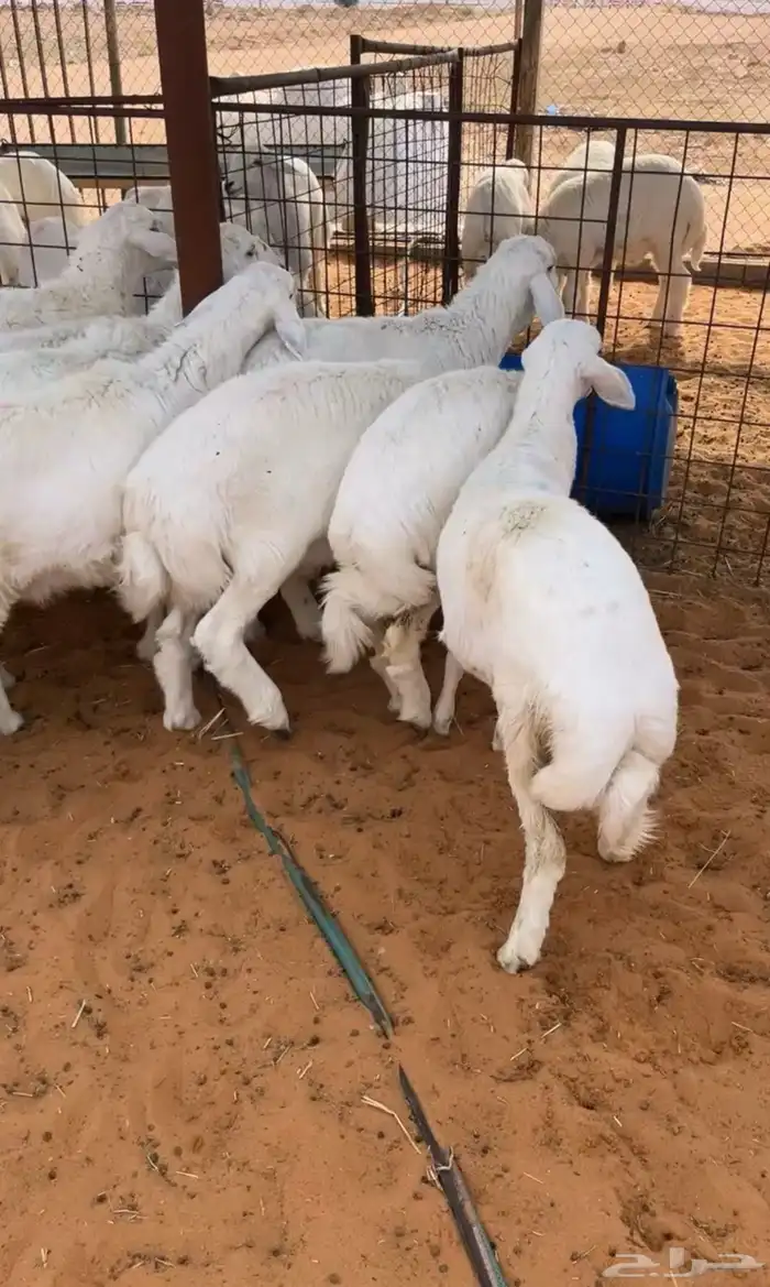 تم البيع العدد 9 فيه 7 رخال وخروفين فل شحم 0