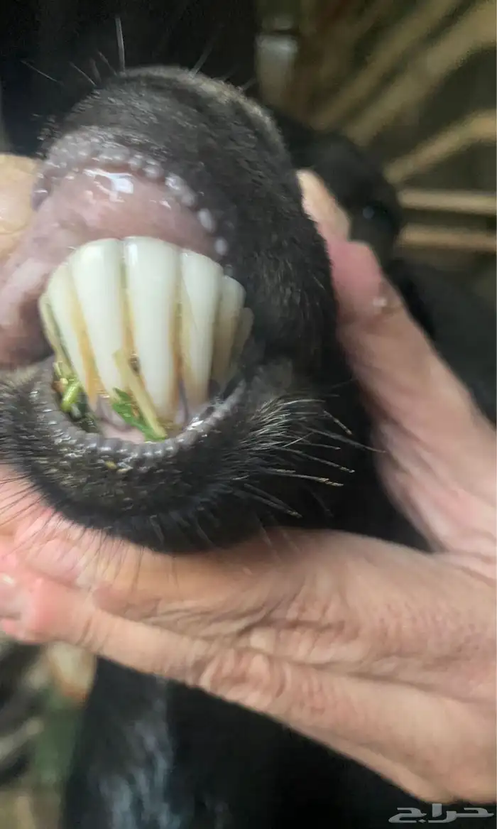 عنز متوم ماشاء الله شرط سن وديد وروم 1