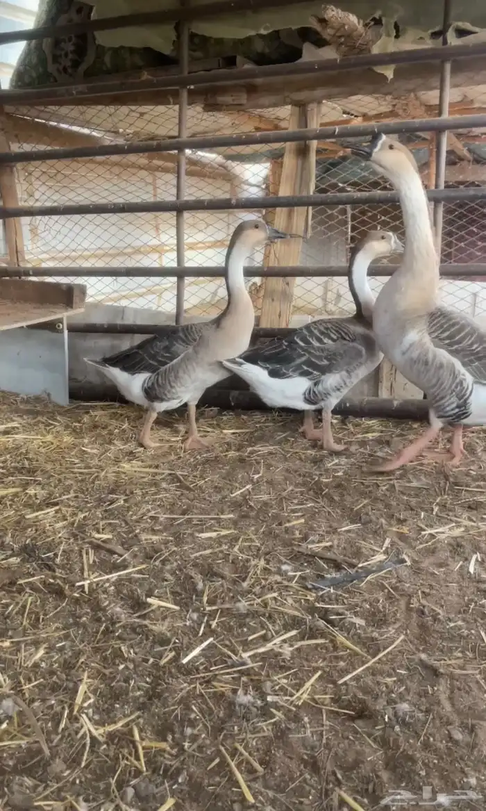 للبيع وز عراقي اصلي كوبرا الذكر العمر سنتين الناثي 10 شهور 0